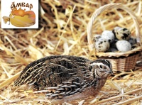 Фото номенклатуры брошураааа