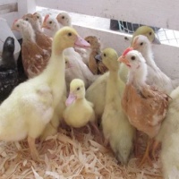 НоменклатураПрисоединенныеФайлы