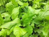 843f8a6f81c75128a79bc26f2c706e8f