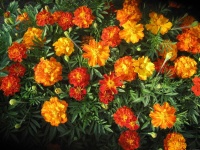 1650622142_57-vsegda-pomnim-com-p-kak-viglyadit-tsvetok-barkhattsi-foto-60